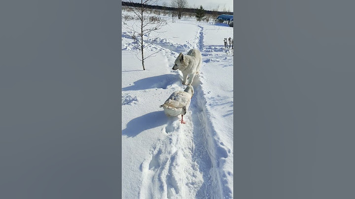 Непобедимый гусь