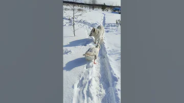 Непобедимый гусь