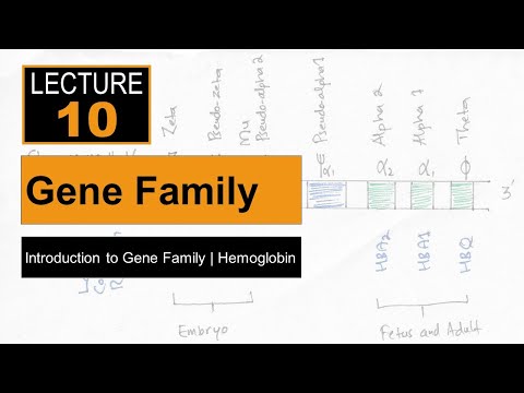 Video: Wat is een voorbeeld van een genenfamilie?