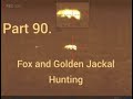 Part 90.  Fox and Golden Jackal hunt,Thermion XM38