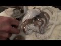 Chef Peter Weeden shows how to prepare a whole fresh cuttlefish. Pisces-RFR