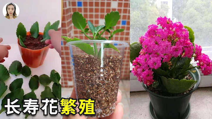 长寿花繁殖，5种方法，第1种最简单，第3种最有挑战|Kalanchoe propagation|花花世界 - 天天要闻