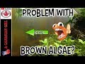 BROWN ALGAE WHAT IT IS AND HOW TO KILL IT EP1 BROWN ALGAE WHAT IT IS AND HOW TO KILL IT EP1