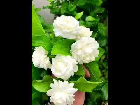 قال رسول الله صلى الله عليه وسلم اطيب الطيب المسك