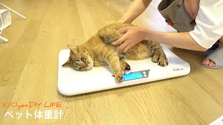 【猫のご飯の量】私を好きにして。主が体重計を購入したのでダイエットします