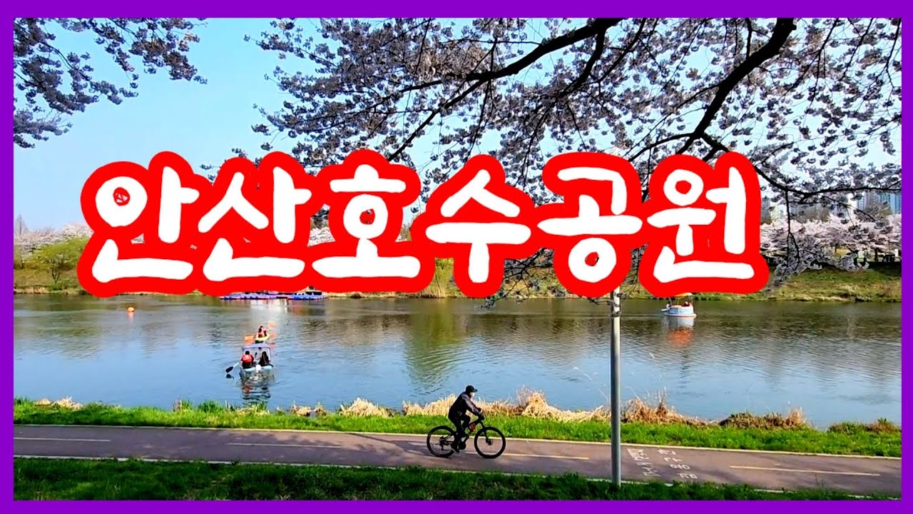 벛꽃과 함께 하는 안산호수공원 봄풍경 #안산호수공원 #벚꽃구경 #라니트래블 - YouTube