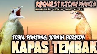 KAPAS TEMBAK KONSLET‼️GACOR TEBAL KAPAS TEMBAK POWER NGERIIII || MASTERAN MURAI CENDET CAKIJO