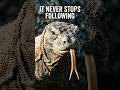 This Lizard Bites You Once and Then Just Follows You #shorts #wildlife #komododragon