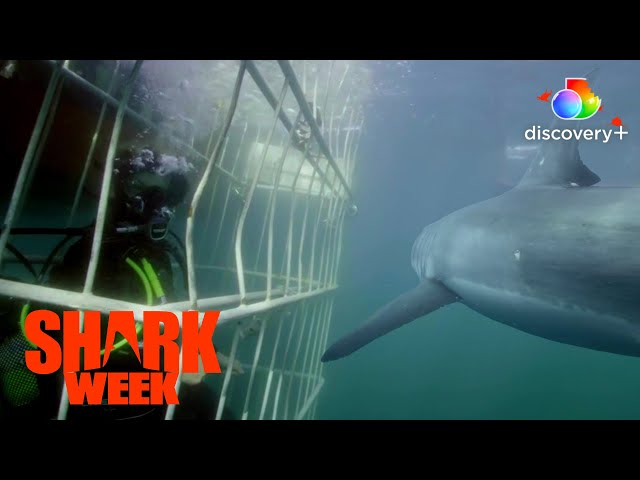 Shark Bites and Breaches and Squid! Oh My! | Great White Battleground | discovery+ class=