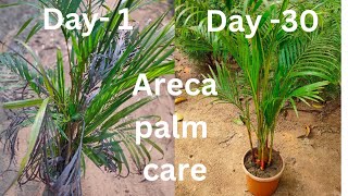 Areca palm care all tips / how to save dry areca palm.#arecapalm #gardening #palmtrees #plantbased