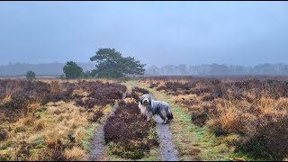 Stirling @ 19 months by BraemoorBeardies 268 views 1 month ago 2 minutes, 22 seconds