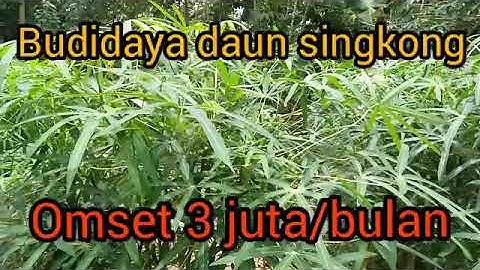 Budidaya daun singkong | bisnis daun singkong omset 3 juta/bulan