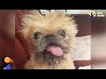 'Ugliest' Rescue Dog Finds A Mom Who Just Gets Her | The Dodo