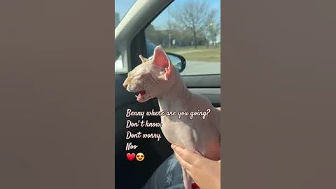 Video 7947881: sphinx cat, sphynx cat cute, beautiful sphinx