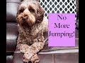 How to stop your dog Jumping! (Positive Training) How to stop your dog Jumping! (Positive Training)