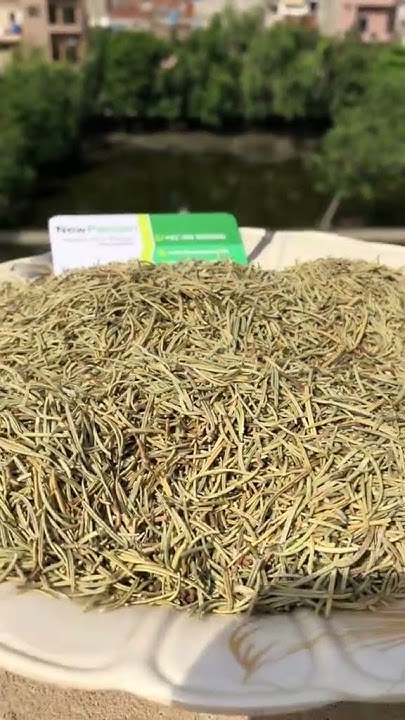diy-rosemary-benefits-in-urdu-rosemarry-herb-ke-fady-diy-rosemary