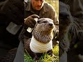 Otter Stuck in Barbed Wire Gets Life-Saving Rescue #animals #rescue #wildlife