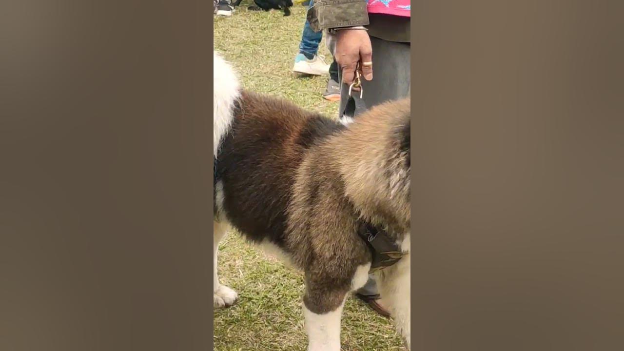 JAMSHEDPUR DOG SHOW AT JRD TATA SPORTS COMPLEX YouTube