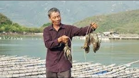 Nuôi trai ngọc nữ sau 10 tháng thu về 18 đến 30 triệu đồng con