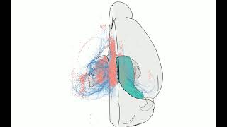 3D rendering of labelled mouse brain cells detected by cellfinder