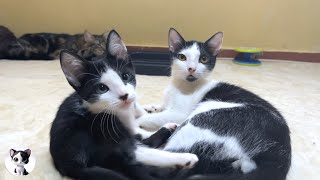 How did the rescued former stray kittens become real brothers? from: 062 days