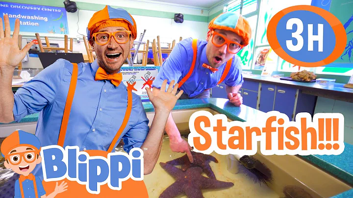 Blippi Meets a Real Life Star Fish at the San Diego Zoo + More | Best Friend Adventures