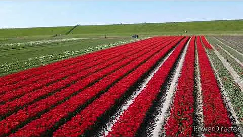 Tulips Fryslan Holland   It  Skoar Ternaard