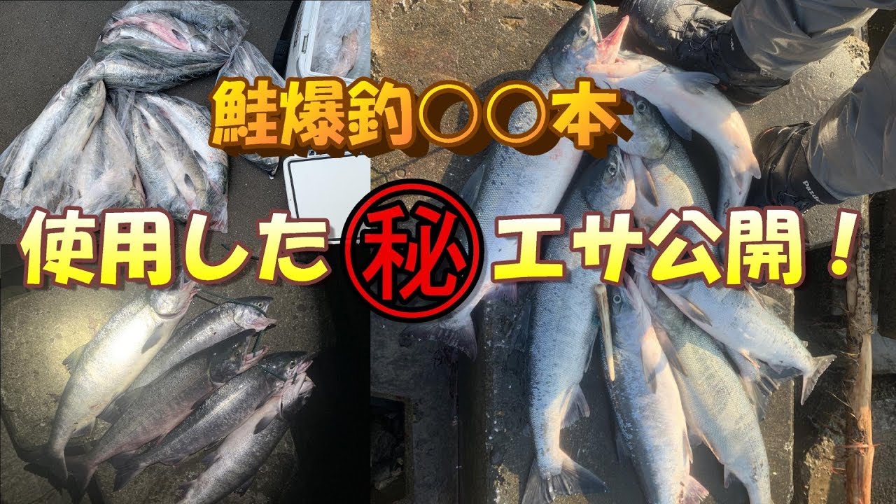 鮭 本の爆釣 使用したエサ公開します 鮭釣り アキアジ Youtube