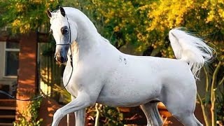 Arabian Horse videos compilation | #2 | 😉😍 2021. Try not to watch it till the end
