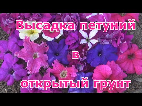 Видео: Петуния өвчнийг хэрхэн таних вэ?