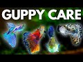 Guppy Fish Care: 10 Things You Should Know About Guppies