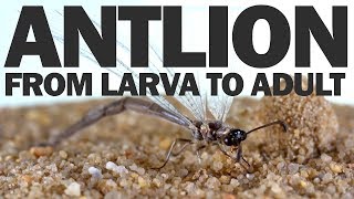 From Larva to Adult: A Brief Natural History of the Antlion Pt. 2