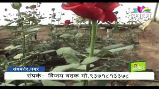 Vijay Vadak's polyhouse rose farming success story