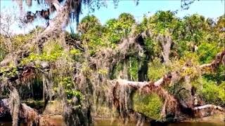 Florida - Venice - Myakka River - Sleeping Turtles Preserve - Scenic Views -