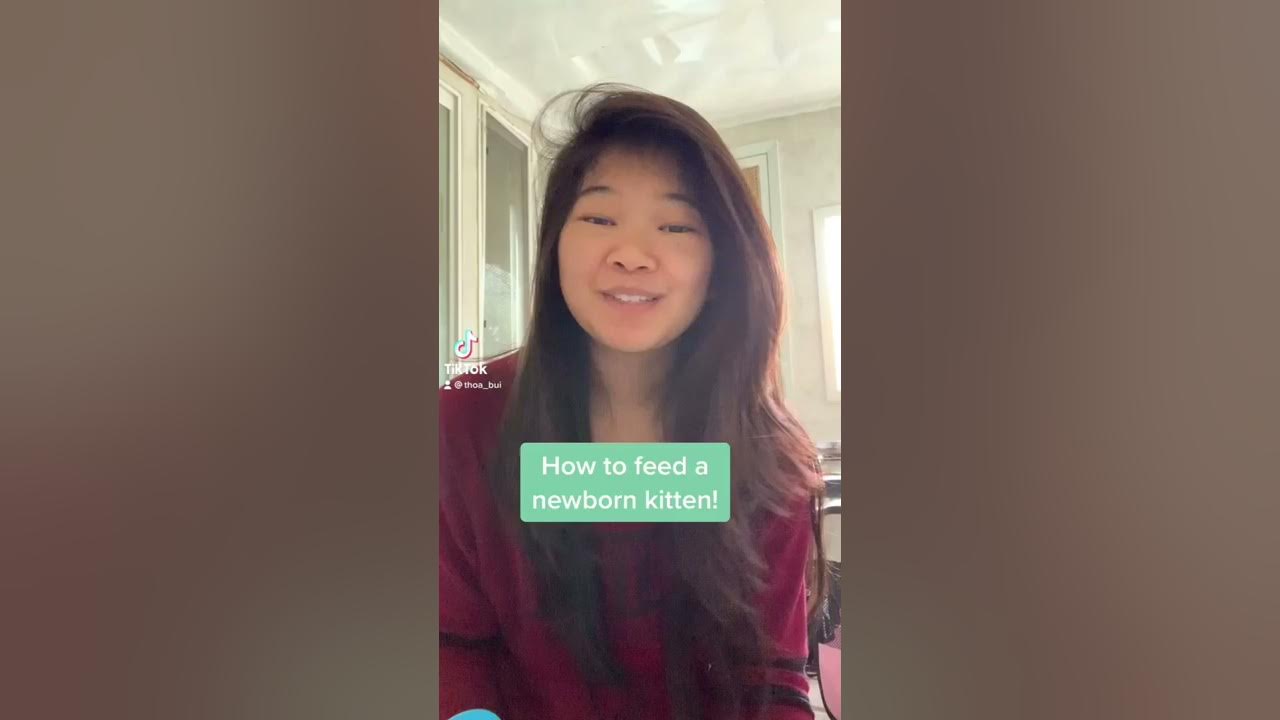 How to Feed a Newborn Kitten YouTube