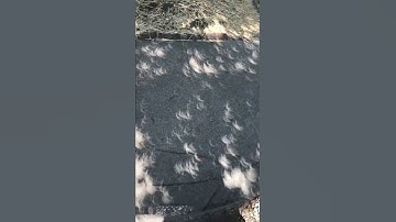 Solar eclipse 2017 leaf shadows
