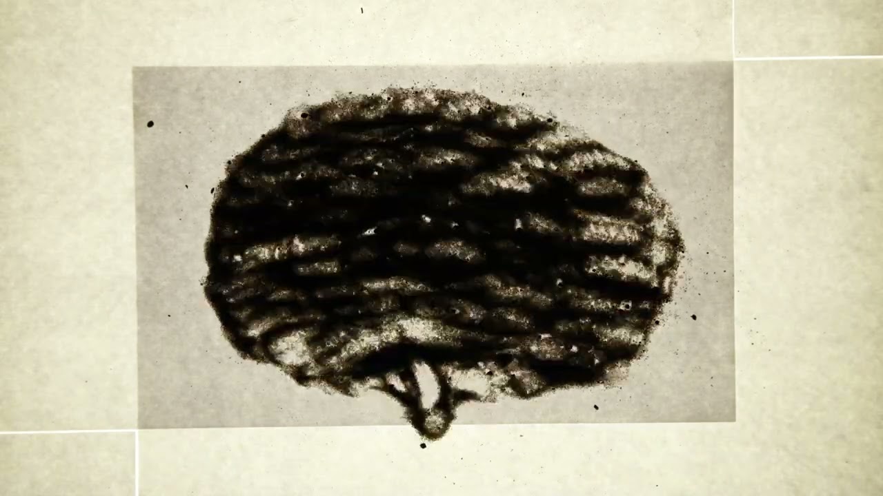 SHOWREEL SEPTEMBER 2021-JUNE 2022