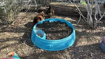 Chicken Dust Bath Rebuild 2025