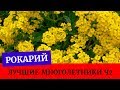 🍀Лучшие цветы для рокария. Первый уход. Алиссум скальный, Обриета, Седумы, Сапонария🌿