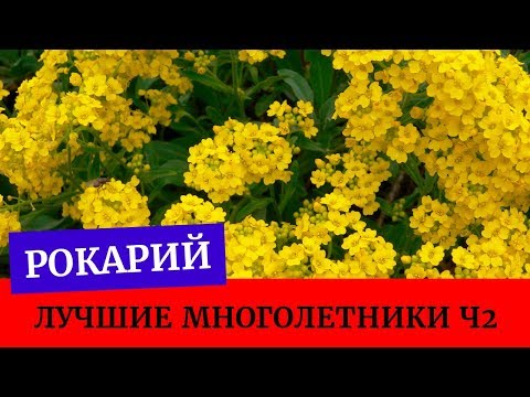 🍀Лучшие цветы для рокария. Первый уход. Алиссум скальный, Обриета, Седумы, Сапонария🌿