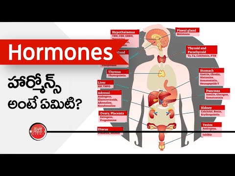 What are Hormones? (in Telugu) హార్మోన్స్ అంటే ఏమిటి?