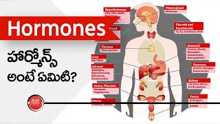 What are Hormones? (in Telugu) హార్మోన్స్ అంటే ఏమిటి?
