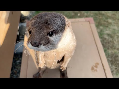 ????????????????????????? Otter basking in the sun