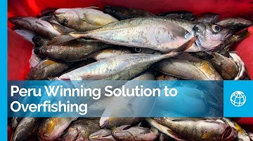 From the Net to the Plate: Responsible Fishing in Perú