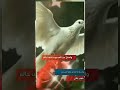 بعنوان ياطير ياللي في سماء الجوا طائر بعنوان ياطير ياللي في سماء الجوا طائر