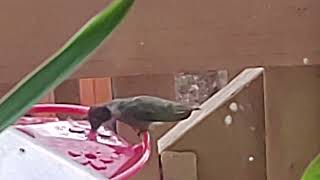 humming bird eating