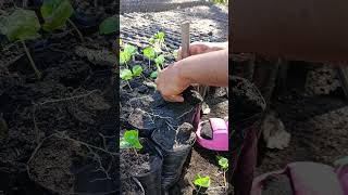 Enchapolado de semilla de café, después de su germinación. #Ganaderiaymuchomas