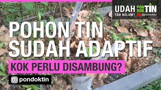 Jarang kita temui pohon tin tumbuh besar seperti beringin di Indonesia, ini sebabnya, yuk kita simak