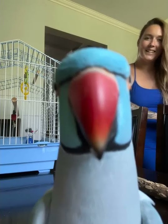 burung beo biru mencium kamera