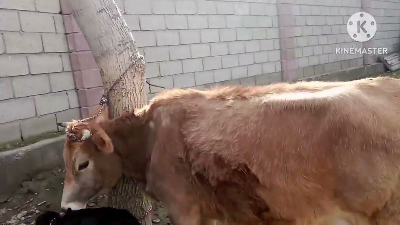 Ман аниқ медонам,ки шумо инхеларо надидаед/Сиз хали бунқасини курмагансиз